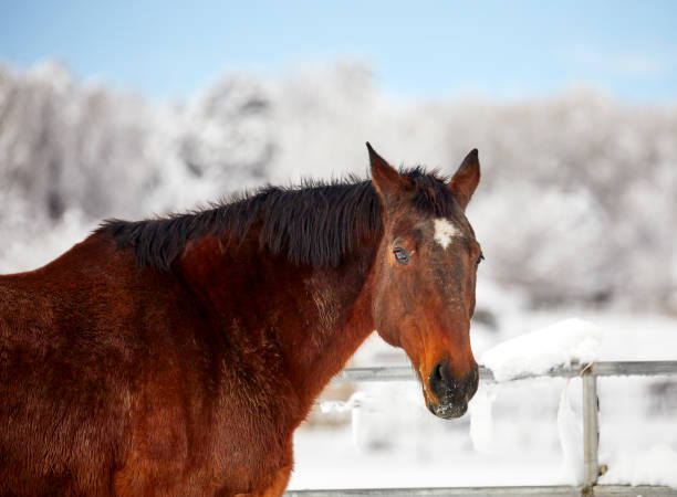 istock Bay Colored Horse in the Snow 1483998940