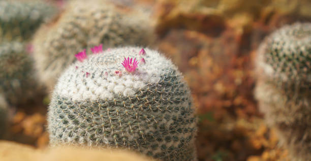 砂漠の床にあるサボテンの花の接写 - desert flower california cactus ストックフォトと画像