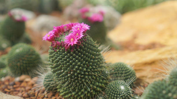 砂漠の床にあるサボテンの花の接写 - desert flower california cactus ストックフォトと画像