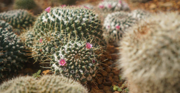 砂漠の床にあるサボテンの花の接写 - desert flower california cactus ストックフォトと画像