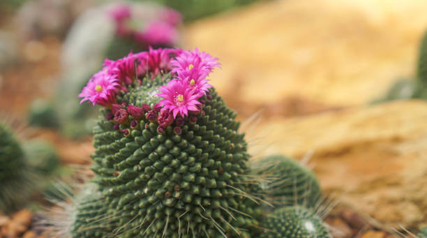 砂漠の床にあるサボテンの花の接写 - desert flower california cactus ストックフォトと画像