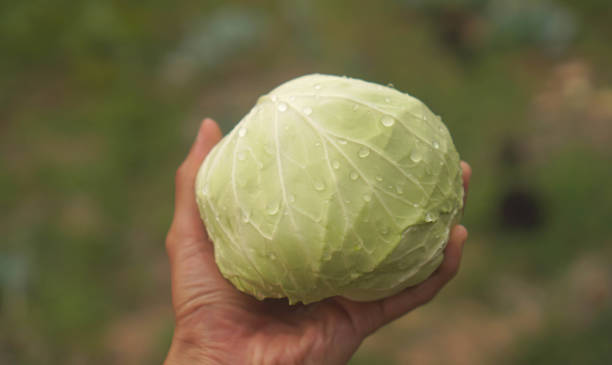 istock cabbage that grows in the garden.organic vegetable.close-up. 1483999434