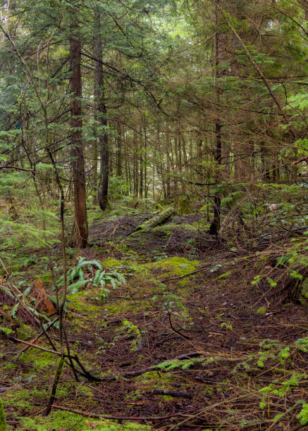 istock Sasamat Lake in Belcarra Regional Park 1484002236