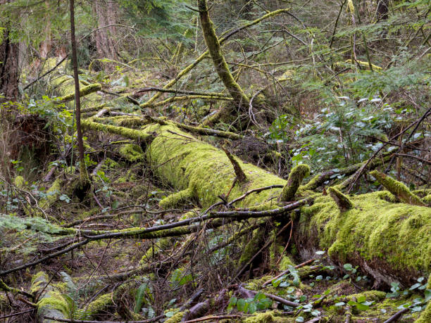 istock Sasamat Lake in Belcarra Regional Park 1484002303