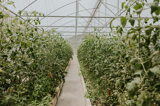 Tomato trees in green house, organic farm.