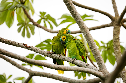 Couple of Blue-crowned parakeets perched cuddling together on a tree branch, Pantanal Wetlands, Mato Grosso, Brazil