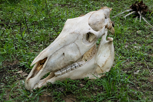Close-up side view of a horse skull on green grass, Pantanal Wetlands, Mato Grosso, Brazil