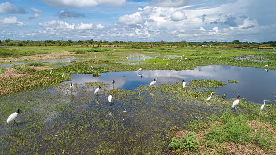 Aerial view of a lagoon and meadows with Jabiru storks and Great egrets, Transpanatnaeira road in background, Pantanal Wetlands, Mato Grosso, Brazil