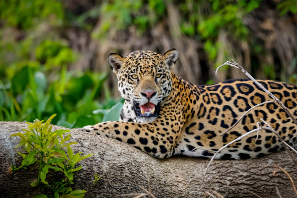 istock Magnificent Jaguar resting on a tree trunk at the river edge, facing camera, Pantanal Wetlands, Mato Grosso, Brazil 1484006055