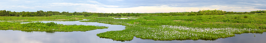 Panorama of meandering river and green water plants in the North Pantanal Wetlands, Mato Grosso, Brazil