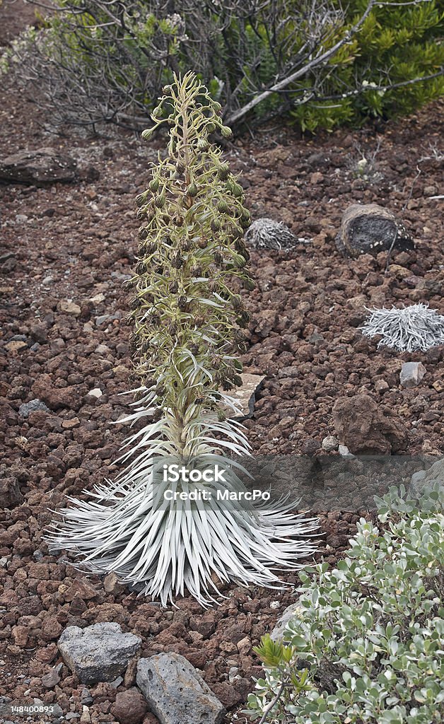 Haleakala Silversword (Hawaï - Photo de Cactus volcanique de Maui libre de droits