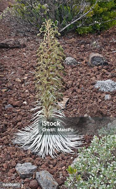 Photo libre de droit de Haleakala Silversword Hawaï banque d'images et plus d'images libres de droit de Cactus volcanique de Maui - Cactus volcanique de Maui, Couleur argentée, Espèces en danger