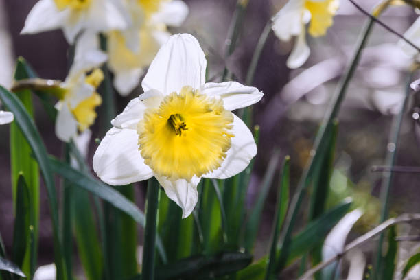 istock A white narcissus flower with a yellow cup. 1484009251