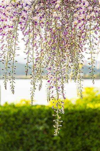 A photo depicting wisteria flowers illuminated by light in full bloom