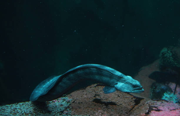 eel-like fish stock photo