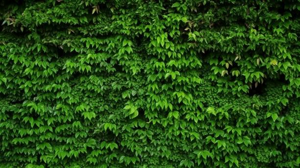 istock Wall texture with green tree leaves. For closeup textured background pattern. dark green color 1484013560