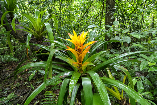 Yellow Bromelia with lush shiny green leaves, Amazonian garden, Brazil