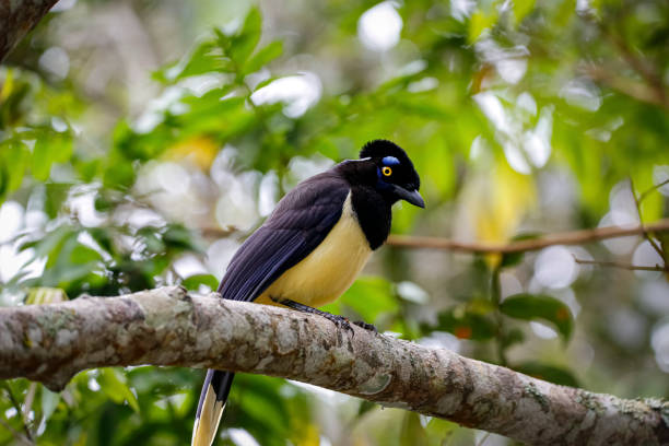istock Plush-rested Jay perched on a branch against natural background, Iguazu Falls, Misiones, Argentina 1484016522