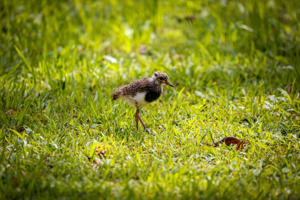 avefría del sur forrajeando a la luz del sol en pasto verde, cataratas del iguazú, argentina - lapwing fotografías e imágenes de stock