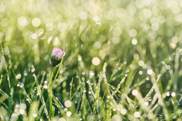 Fresh green grass with water drops, daisy flower.