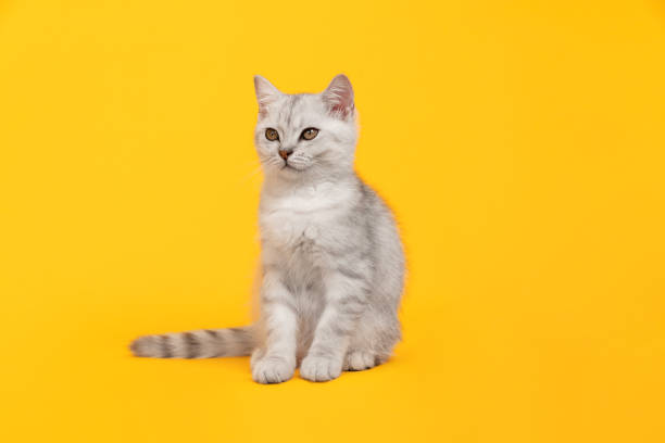 istock Small white kitten with black stripes, cat Scottish fold breed on orange background. 1484020421