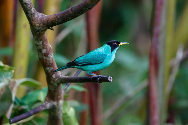 istock Close-up of a Green honeycreeper, front view, perched on a branch against defocused background, Folha Seca, Brazil 1484020876