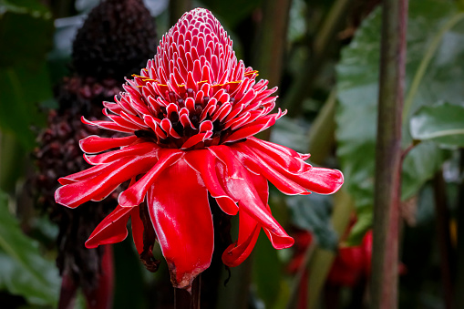 Close-up of a red Torch lily against natural dark background, Folha Seca, Brazil