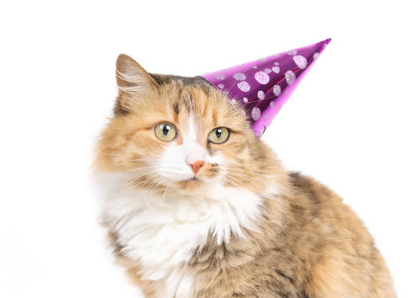 istock Fluffy calico cat with party hat looking at camera. 1484020921