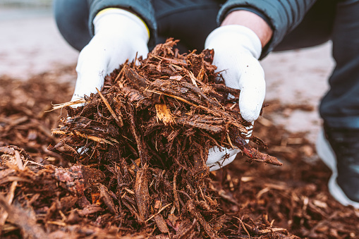 Gardener's hands in gardening gloves hold recycled tree bark, natural brown color mulch for trees and beds. Recycling and sustainability