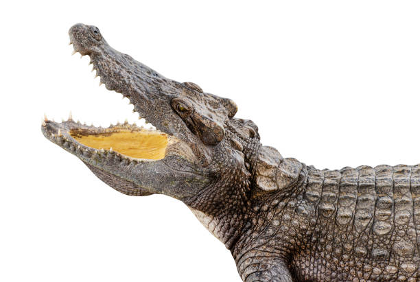 istock Crocodile open mouth isolated on white background with clipping path 1484023352