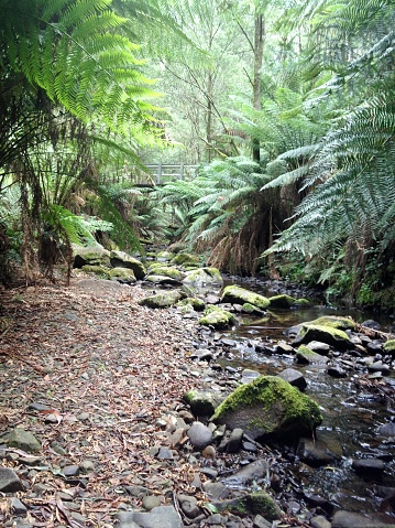 Flowing creek in rainforest
