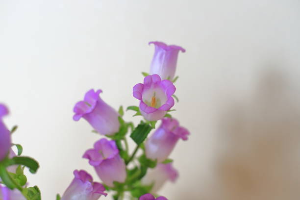 Campanula flowers isolated on a white background. Close-up.