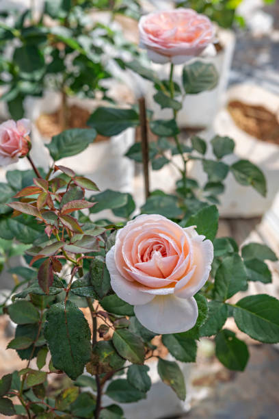 istock fresh rose flower in a garden 1484025132