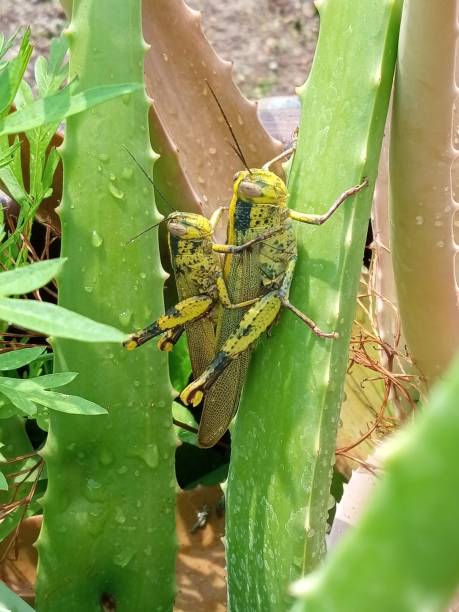 dwa jawajskie koniki polne (valanga nigricornis) krycie - locust two animals insect pest zdjęcia i obrazy z banku zdjęć