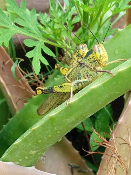 zachowanie godowe jawajskiego konika polnego - locust two animals insect pest zdjęcia i obrazy z banku zdjęć