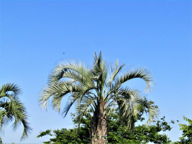 Palm trees against the clear, blue sky.