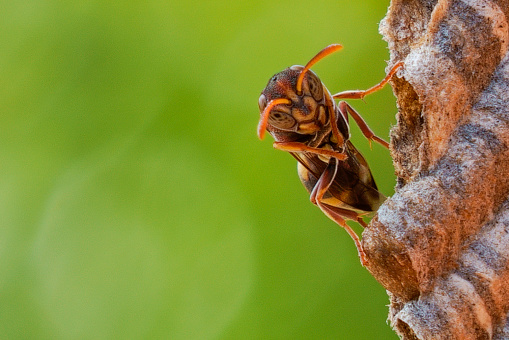 Vespa velutina nigrithorax, the Asian hornet, originates from Southeast Asia and is an invader wasp that has appeared in Europe in France, Spain and Portugal. Further invasions are expected in other countries of Europe. Although the species is not aggressive there have been reports of people hospitalised after suffering anaphylatic shock. The wasp hunts insects and causes very important losses in apiaries because are killing a significant amount of honey bees.