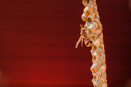 This striking stock photo features a close-up of a Vespid wasp perched on its nest, set against a bold red background. The wasp is captured in sharp detail, highlighting its unique black and yellow markings and intricate body structure. The vibrant red background provides ample copy space for text or design elements, making it ideal for use in advertising or marketing. This image is perfect for conveying themes such as nature, wildlife, insects, or conservation, and is sure to catch the eye of your audience.