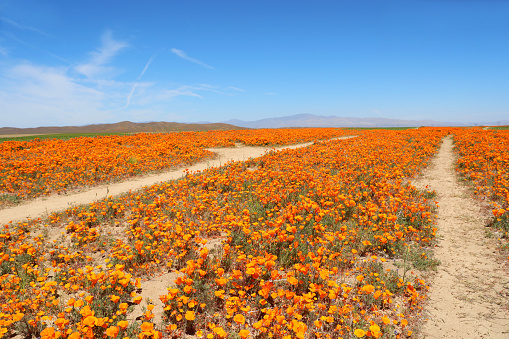The main trails of a California Golden Poppy field.