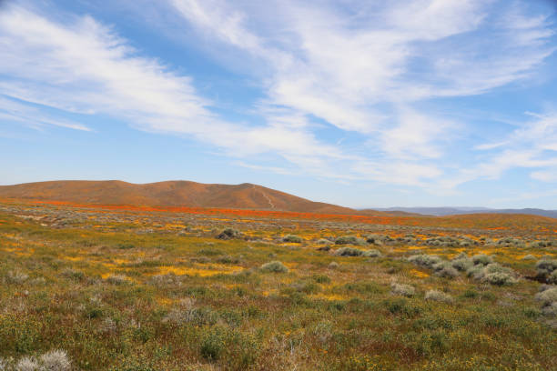 A collection of the wildflowers in super bloom with orange tinted rolling hills for horizon and cirrus cloudscape sky.