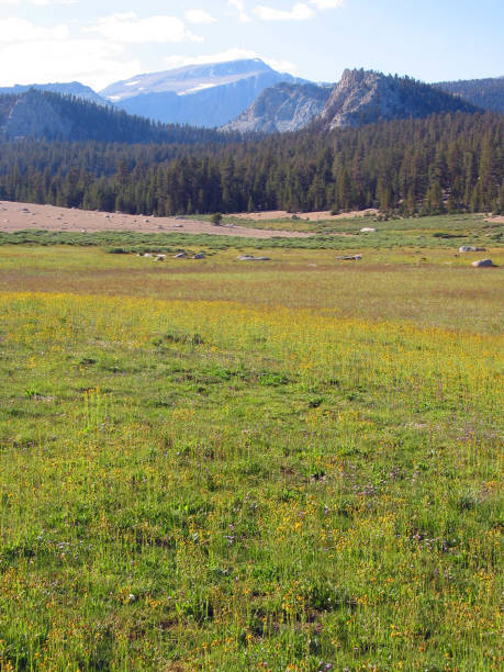 istock Mt Langley from Horseshoe Meadow 1 1484028359