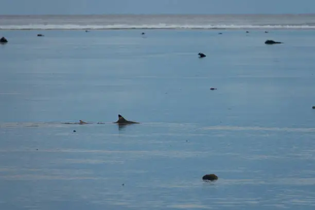 Photo of Black tip reef sharks swimming in the shallow waters of tidal lagoons, coral coast, Viti Levu, Fiji