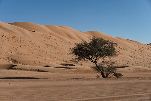 Tree Bush in a Desert landscape, Wahiba Sands, Oman