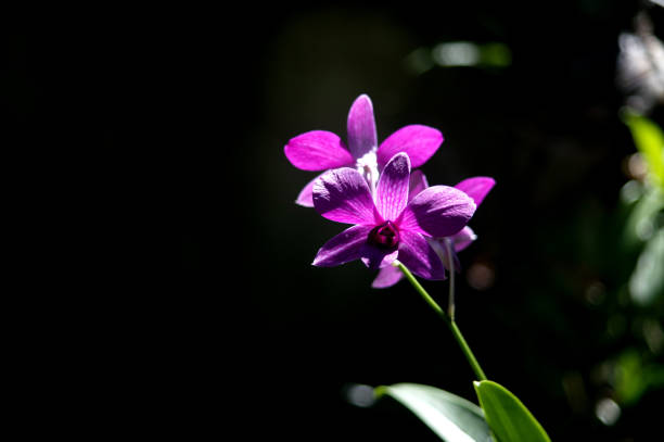 natural purple orchid flower with black background