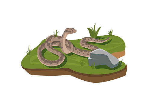 Boa dangerous snake crawls on a green meadow, flat vector illustration isolated on white background. Boa constrictor snake or python reptile animal in nature.