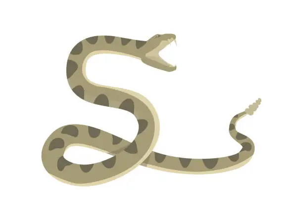 Vector illustration of Diamondback rattlesnake preparing to attack flat style