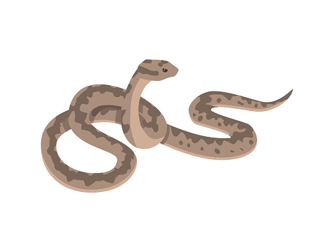 Ilustraci n De Serpiente V bora Europea Ilustraci n Vectorial Plana ilustraci-n-de-serpiente-v-bora-europea-ilustraci-n-vectorial-plana