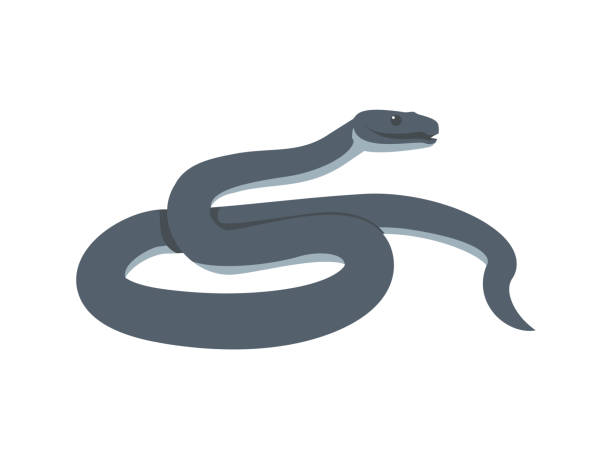 Dangerous black mamba snake, flat vector illustration isolated on white background. Drawing of venomous African snake. Concepts of nature, animals and wildlife. Dangerous black mamba snake, flat vector illustration isolated on white background. Drawing of venomous African snake. Concepts of nature, animals and wildlife. black mamba stock illustrations