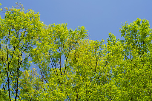 In Tokyo, April is the season of fresh greenery. Many trees sprout new leaves, and the beauty of their greenery is unparalleled. It's a refreshing walkway where you can enjoy the trees' fresh oxygen against the backdrop of a blue sky or the sun.