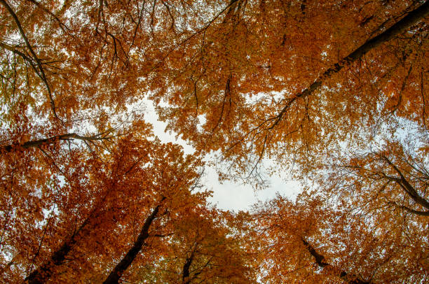 Photo taken from under the trees with golden autumn leaves, very good background
